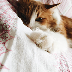 short-coated brown cat lying on bed thumbnail
