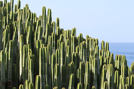 photo of cacti near body of water on sunny day thumbnail