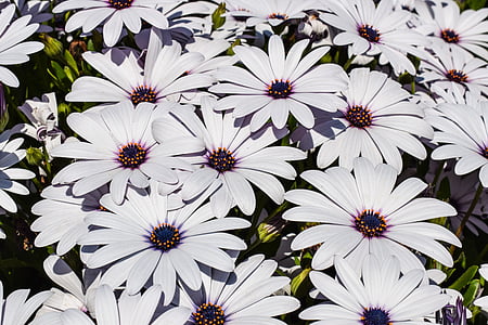 white petaled flowers during daytime thumbnail