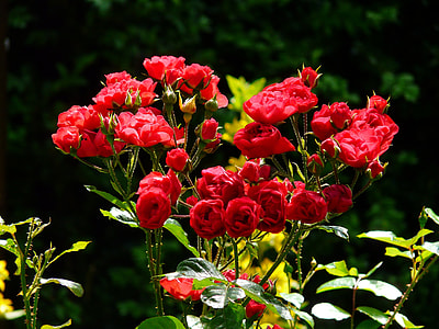 photo of red roses thumbnail