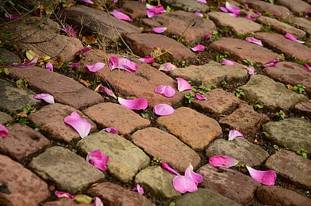 Pink Flower Petals on Brown Brick Way thumbnail