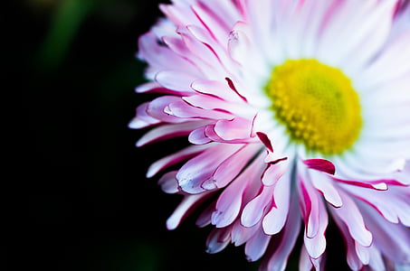 blooming purple daisy flower thumbnail