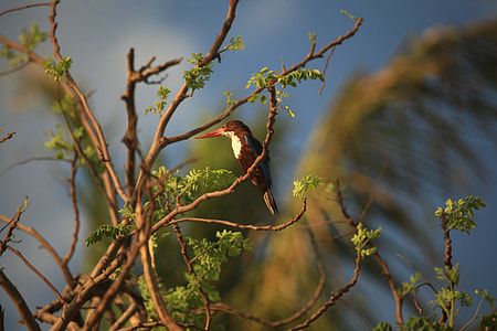 Kingfisher, White Throated Kingfisher thumbnail