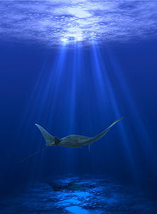 Stingray swimming under the water thumbnail
