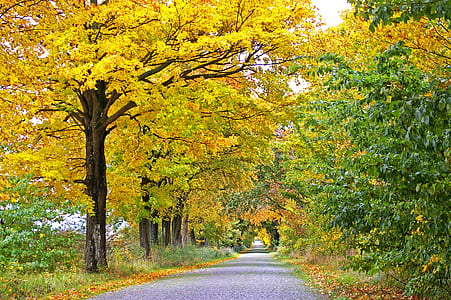 pathway between tress thumbnail
