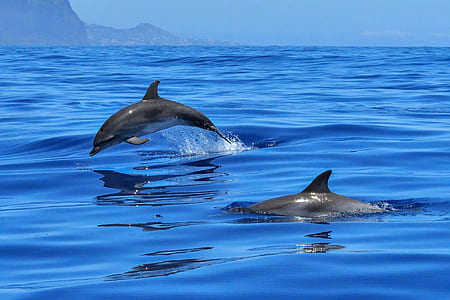 two dolphins in water thumbnail