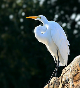 white bird on brown rock formation thumbnail