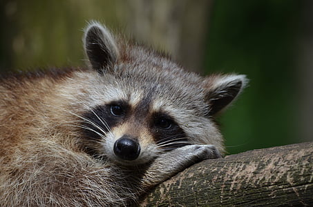 raccoon thumbnail
