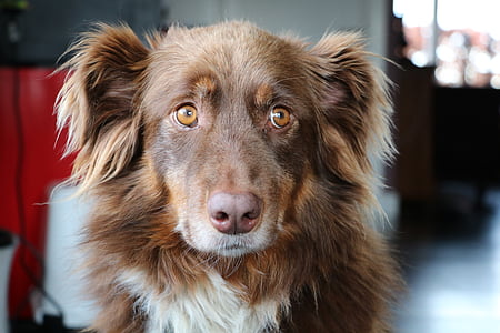 long coated tan and white dog thumbnail