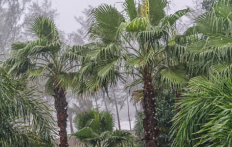 green trees during rainy season thumbnail
