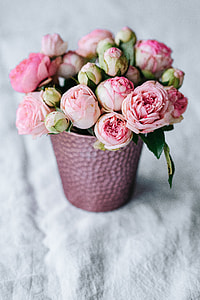 Pink roses in pot thumbnail