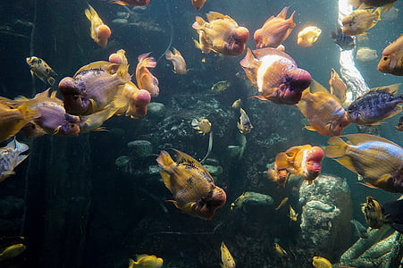school of fish thumbnail