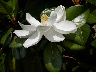 green leafed plant with white flower thumbnail