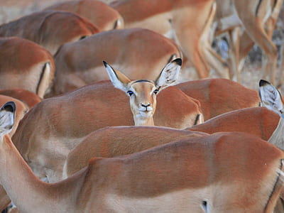 wildlife photography of brown deer thumbnail