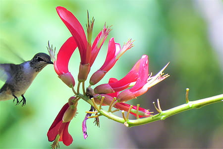 humming bird sucking pollen on pink flowers thumbnail