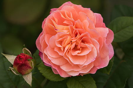 close-up photo of pink and red roses thumbnail
