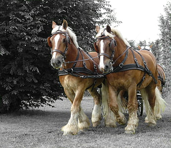 four brown stallions walking on field during daytime thumbnail