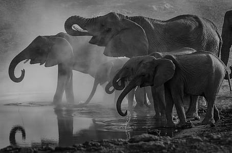 group of elephants grayscale photo thumbnail