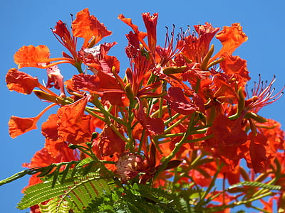 red flower in close-up photography during daytime thumbnail