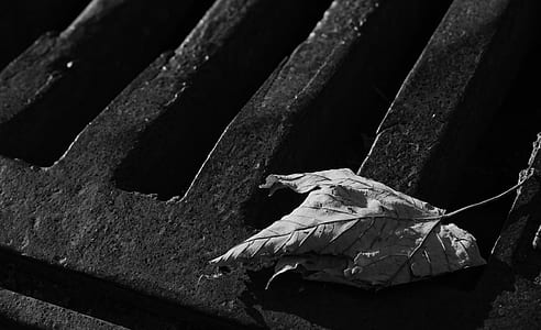 closeup photo of maple leaf thumbnail