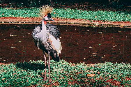 Gray and White Bird Standing Beside Calm Water thumbnail