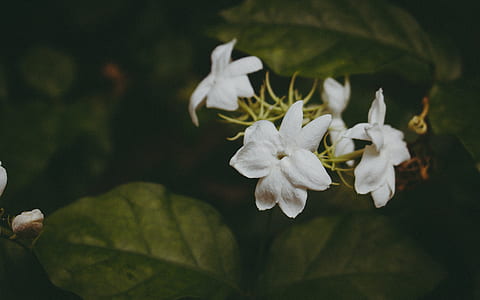 white petaled flower thumbnail