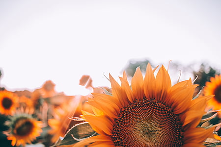 sunflower field under clear sky during daytime thumbnail