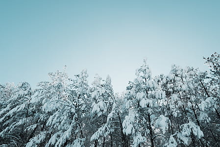 trees covered by snow thumbnail