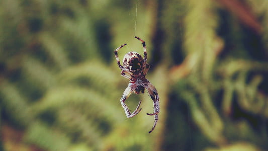 Brown Shamrock Spider thumbnail