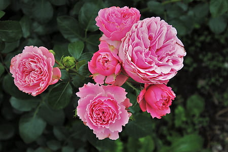 selective focus pink peony flowers thumbnail