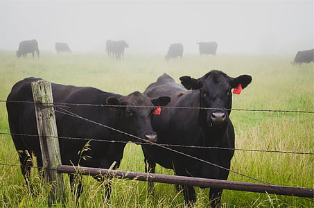 two black buffalos on green grassfield thumbnail
