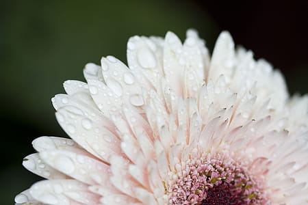 Daisy Close Up With Dew Drops Photo thumbnail