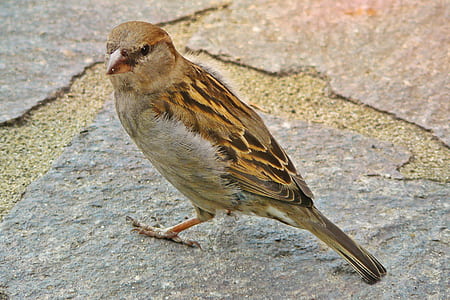 brown bird on gray concrete pavement during daytime thumbnail