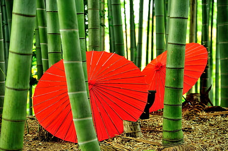 two red oil paper umbrella near brown bamboo grass thumbnail