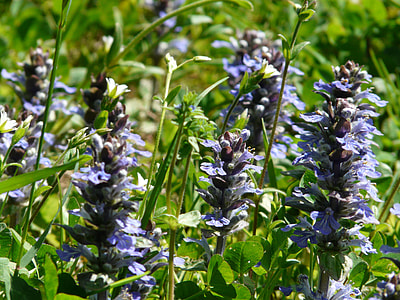 Ajuga Günsel, Pointed Flower thumbnail