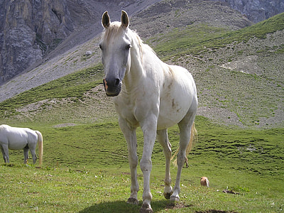 white horse stands on green grass field near other horse and mountain at daytime thumbnail