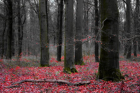 selective photography of bare trees thumbnail