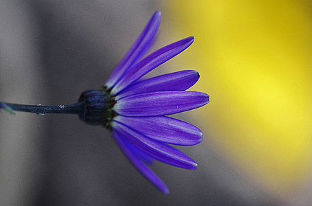 purple daisybush flower thumbnail