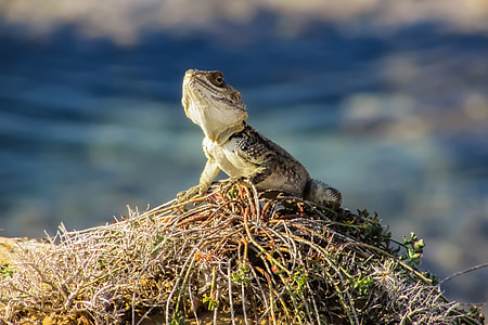 Stellagama Stellio Cypriaca, Lizard thumbnail