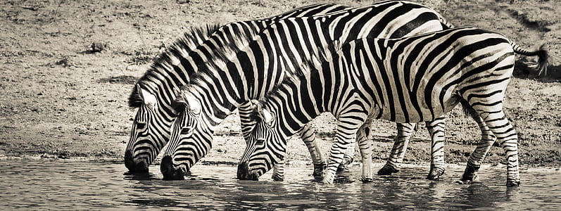three Zebras drinking water thumbnail