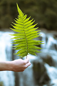 person holding green leaf thumbnail
