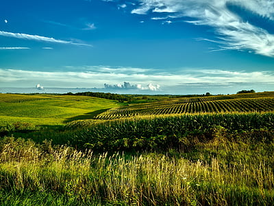 Green Grass Field during Day Time thumbnail