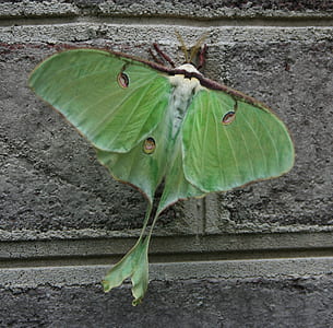 macro photography of luna moth thumbnail