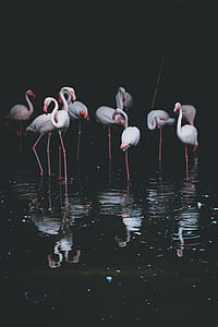 white-and-pink flamingos standing on body of water thumbnail