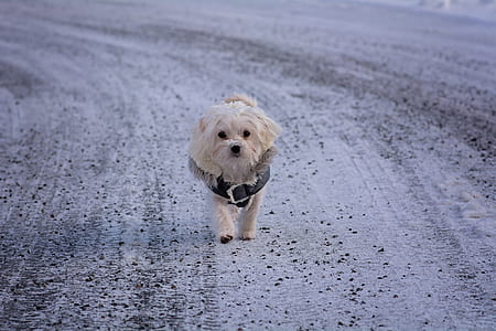 white Maltese walking on road wearing gray vest at daytime thumbnail