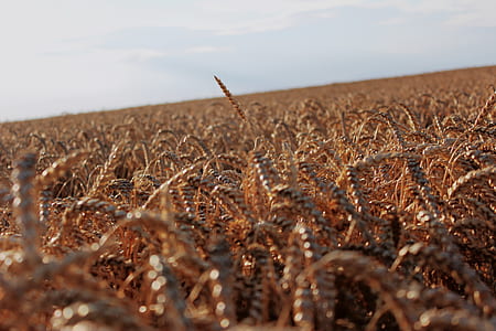 wheat plant meadow during daytime thumbnail
