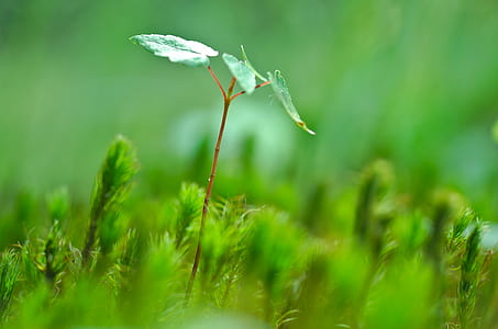 macro shot photography of green plant during daytime thumbnail
