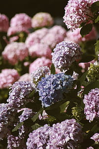 Bed of Hydrangeas Flowers thumbnail