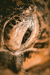 close up photo of turtle's eye thumbnail