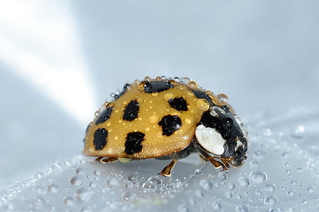 beige and black lady bug thumbnail